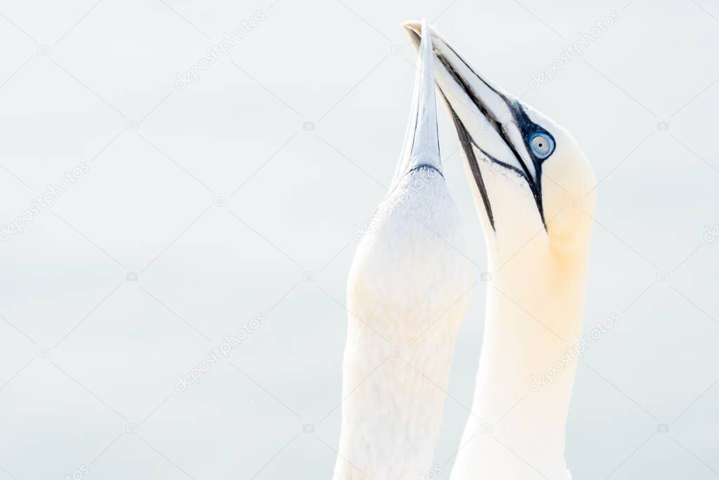 In soft light, two Northern Gannets heads welcome after landing. Soft light in high-key.