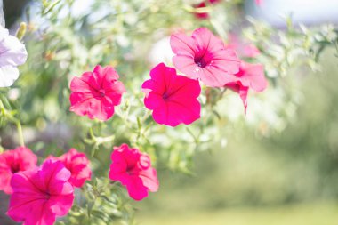 Bahçede açan güzel pembe çiçekler. Retro vintage görünüm, Seçici odak.