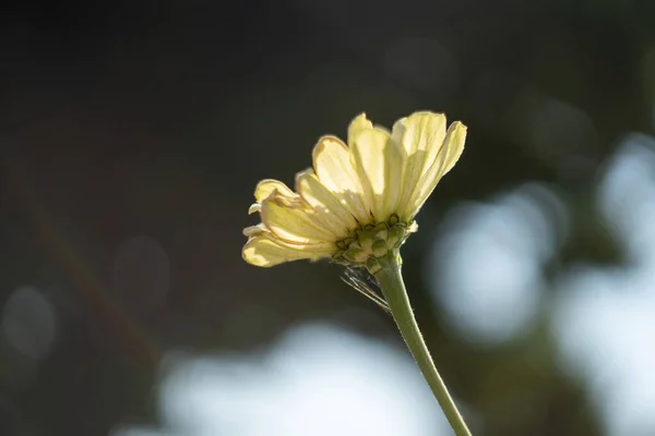 Bellissimo Fiore Gardenia Giallo Che Fiorisce Giardino — Foto Stock