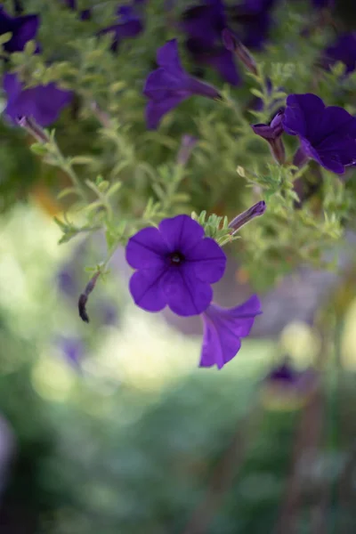 Petunias Colgantes Púrpuras Con Hermoso Bokeh Vintage Color Retro Enfoque — Foto de Stock