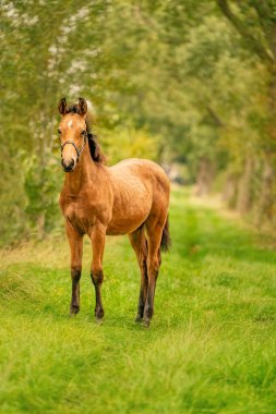 Buckskin tayının portresi, yuları olan at ormanda duruyor. Sonbahar güneşi.