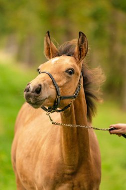 Papatya tayı portresi, at ormanda komik görünüyor. Sonbahar güneşi.