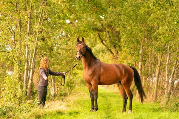 Cheval Brun Une Jeune Femme Dans Herbe Sur Sentier Forestier — Photo