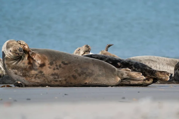 德国沙丘沙滩上可笑的懒洋洋的海豹一只海豹直视着摄像机 — 图库照片