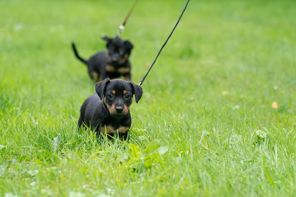 Dwa Szczenięta Jacka Russella Terriera Nowonarodzone Psy Raz Pierwszy Bawią — Zdjęcie stockowe