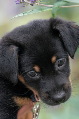 Sevimli, genç, sevimli yavru köpek kafası. Bahçede çiçeklere ve bitkilere karşı.