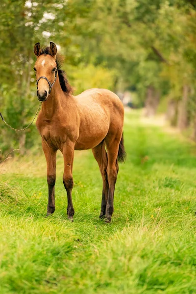 Ritratto Puledro Pelle Bue Cavallo Con Cavezza Trova Nella Foresta — Foto Stock