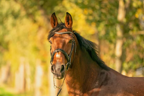 Une Tête Cheval Brune Soleil Soir Automne — Photo