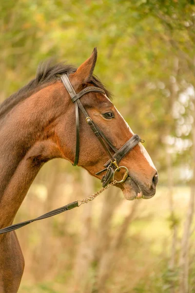 Une Tête Cheval Brune Vue Latérale Soleil Automne Soir — Photo