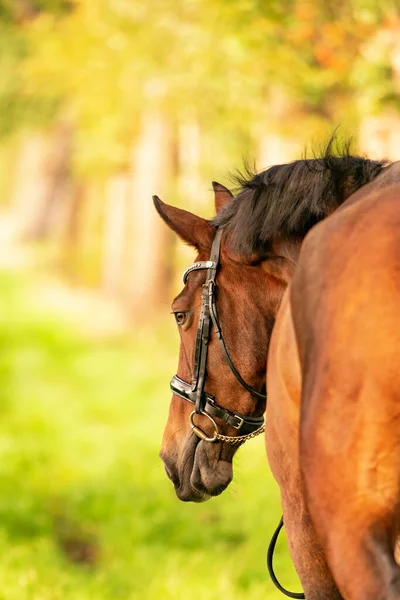 A brown horse head, seen from the back, in the autumn evening sun.