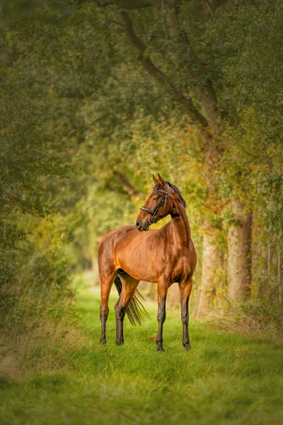 秋天的黄昏 一匹棕色的马在森林小径上 — 图库照片