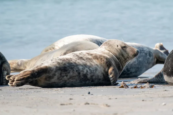 德国沙丘海滩上的野生灰海豹群 有各种形状和尺寸的灰色封印的组 — 图库照片