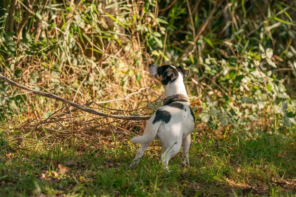 Sad dog left alone in a forest, tied with a rope to a tree. Consept animal cruelty.