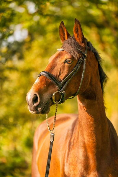 Une Tête Cheval Brune Soleil Soir Automne — Photo