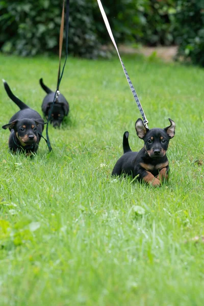 Drei Jack Russel Terrier Welpen Neugeborene Hunde Spielen Zum Ersten — Stockfoto