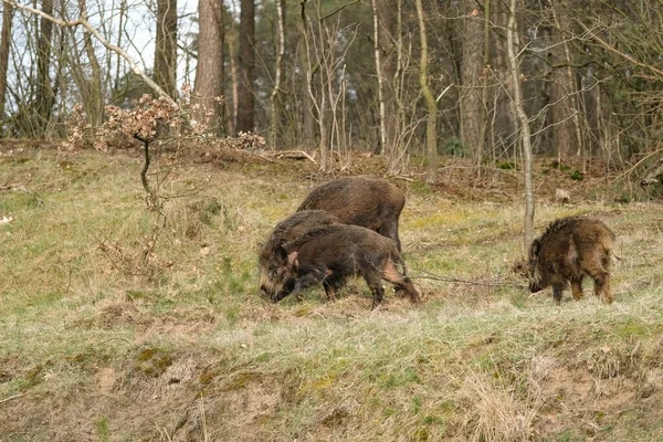 野猪和可爱的小猪在森林里觅食 — 图库照片