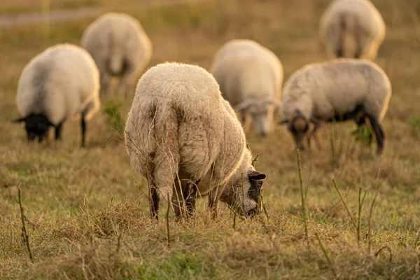 Dutch Sheep Eat Fresh Green Grass Sunrise Field Autumn Sun — Stock Photo, Image