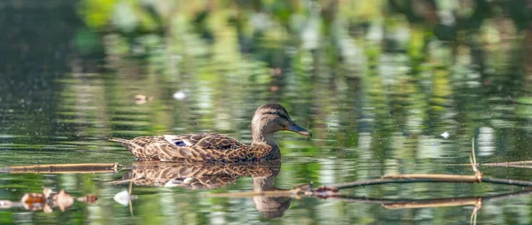 Kvinnlig Vild Anka Porträtt Vid Soluppgången Anka Med Reflektion Grönt — Stockfoto