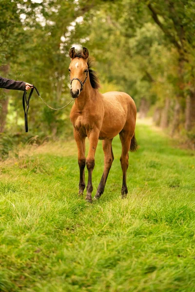 Portrait Poulain Peau Daim Cheval Avec Licou Dresse Dans Forêt — Photo