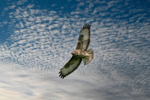 Jeden Obyčejný Pták Pták Modlitby Ale Buteo Letu Proti Modré — Stock fotografie