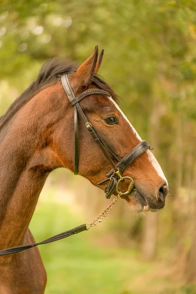 Uma Cabeça Cavalo Marrom Vista Lateral Sol Noite Outono — Fotografia de Stock