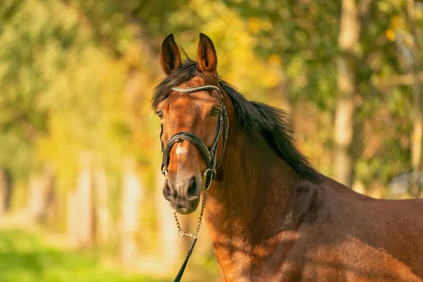 Ein Brauner Pferdekopf Mit Zaumzeug Der Herbstsonne — Stockfoto