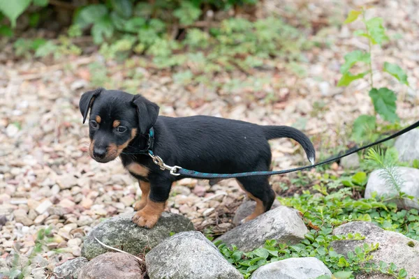Jack Russell Terrier köpeği, tasmasıyla ilk kez yürüyor..