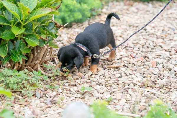 Jack Russell Terrier Welpe Läuft Neugierig Zum Ersten Mal Der — Stockfoto