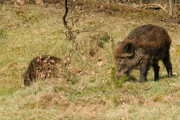 Dzika Świnia Uroczymi Prosiętami Jedząca Łąkach Drzewami — Zdjęcie stockowe