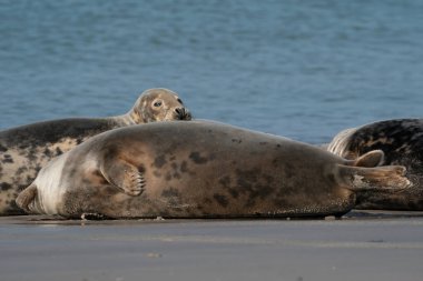 Almanya 'nın kumlu kumlu sahillerinde komik, tembel foklar. Bir fok doğruca kameraya bakar..