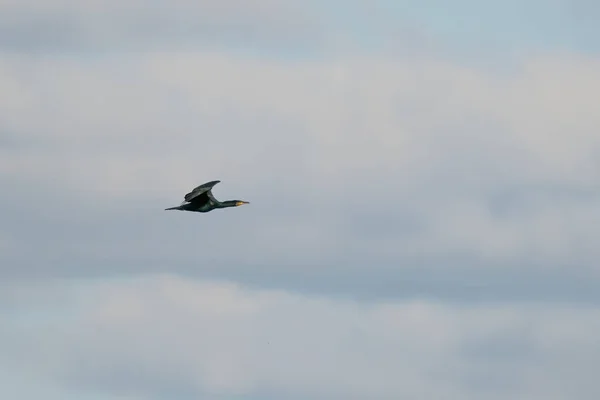 Cormorão Ave Aquática Família Phalacrocoracidae Voa Céu Azul — Fotografia de Stock