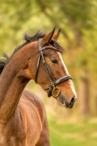 Uma Cabeça Cavalo Marrom Vista Lateral Sol Noite Outono — Fotografia de Stock