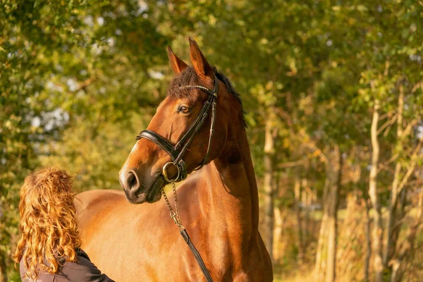 Ein Brauner Pferdekopf Mit Zaumzeug Eine Frau Neben Dem Pferd — Stockfoto
