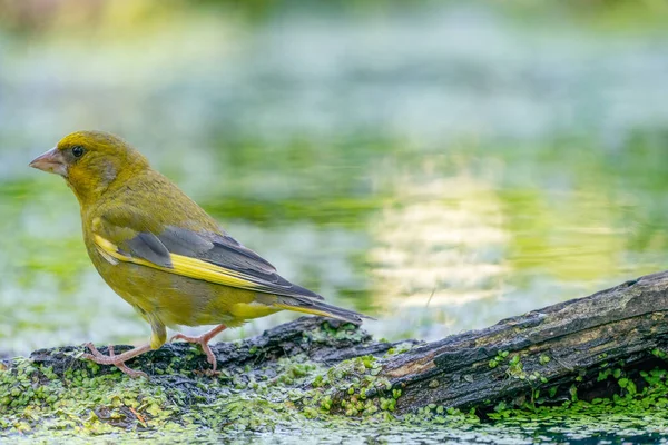 Dettagliato Fringuello Verde Alla Luce Del Mattino Composizione Speciale Acqua — Foto Stock