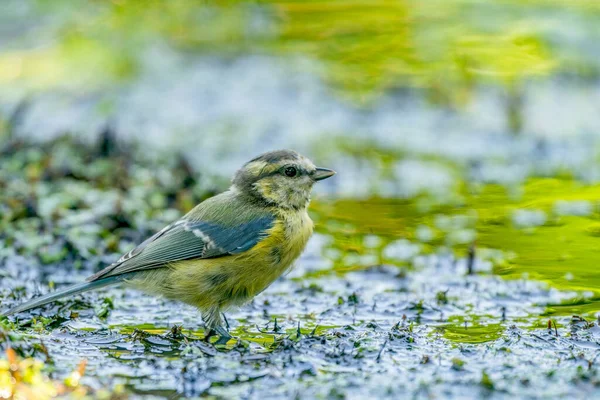 Great Tit Sits Muddy Yellow Green Water Very Detailed Feathers — Stockfoto