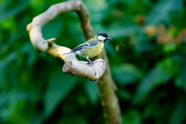 Great Tit Sitting Curved Branch Detailed Side View Bokeh Green — Stockfoto