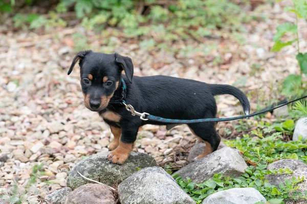 Pequeño Jack Russel Terrier Cachorro Curiosamente Camina Sobre Rocas Jardín —  Fotos de Stock