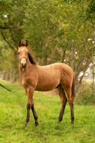 Portret Źrebaka Buckskin Koń Halterem Stoi Lesie Jesienne Słońce — Zdjęcie stockowe