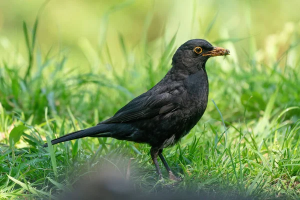 Muž Obyčejného Kosa Turdus Merula Sedící Trávě Boční Pohled — Stock fotografie