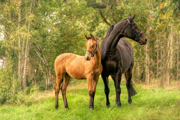 Sonbahar renkleriyle çevrili bir ormanda duran bir kısrak..