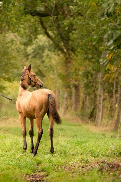 Porträtt Skinnfölet Hästen Med Halm Står Skogen Sett Bakifrån Höstsol — Stockfoto