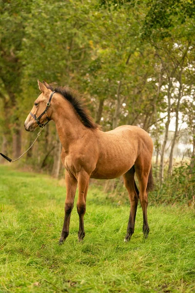 Portrait Poulain Peau Daim Cheval Avec Licou Dresse Dans Forêt — Photo