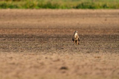 Yırtıcı şahin kuşu kahverengi kumdaki bir çayırda oturur, buteo buteo. Ön görüntüde..