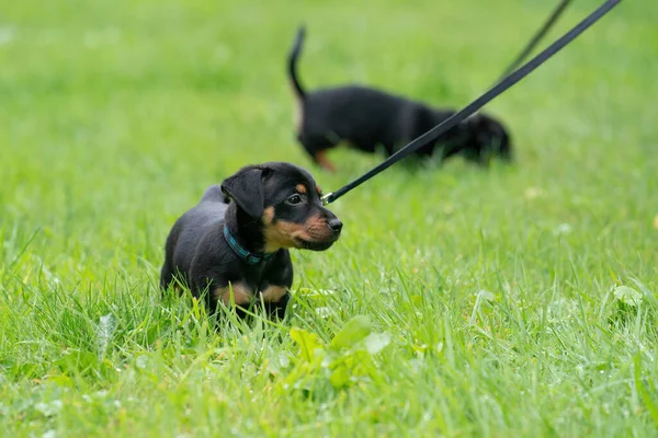 Zwei Jack Russell Terrier Welpen Neugeborene Hunde Spielen Zum Ersten — Stockfoto