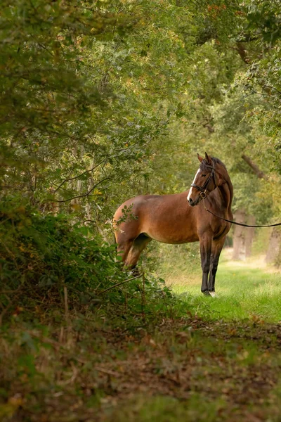 Hnědý Kůň Lesní Cestě Podzimním Večerním Slunci — Stock fotografie