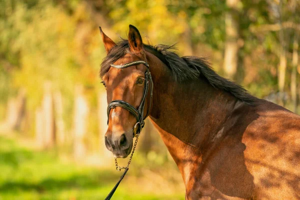 Uma Cabeça Cavalo Marrom Sol Noite Outono — Fotografia de Stock