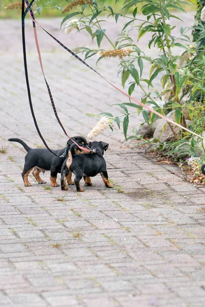 Drei Jack Russell Terrier Welpen Neugeborenes Erstmals Blumengarten — Stockfoto