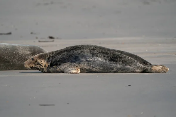 Drôle Phoques Paresseux Sur Plage Sable Fin Dune Allemagne — Photo