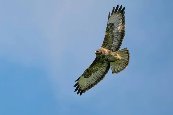 Een Buizerd Vogel Vogel Van Het Bidden Buteo Buteo Vlucht — Stockfoto