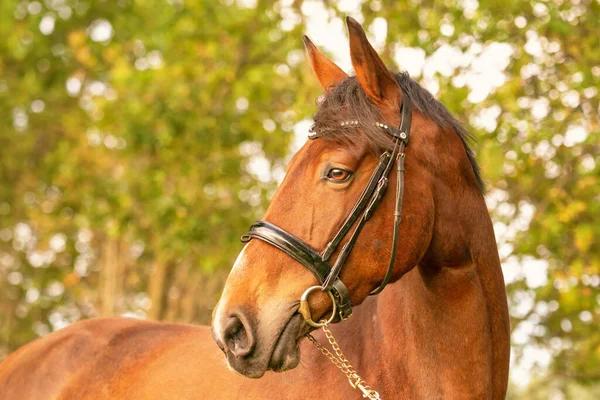 Uma Cabeça Cavalo Marrom Sol Noite Outono — Fotografia de Stock